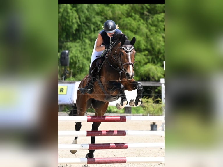 Zangersheider Stute 7 Jahre 176 cm Brauner in Sarleinsbach