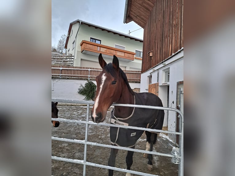 Zangersheider Stute 7 Jahre 176 cm Brauner in Sarleinsbach