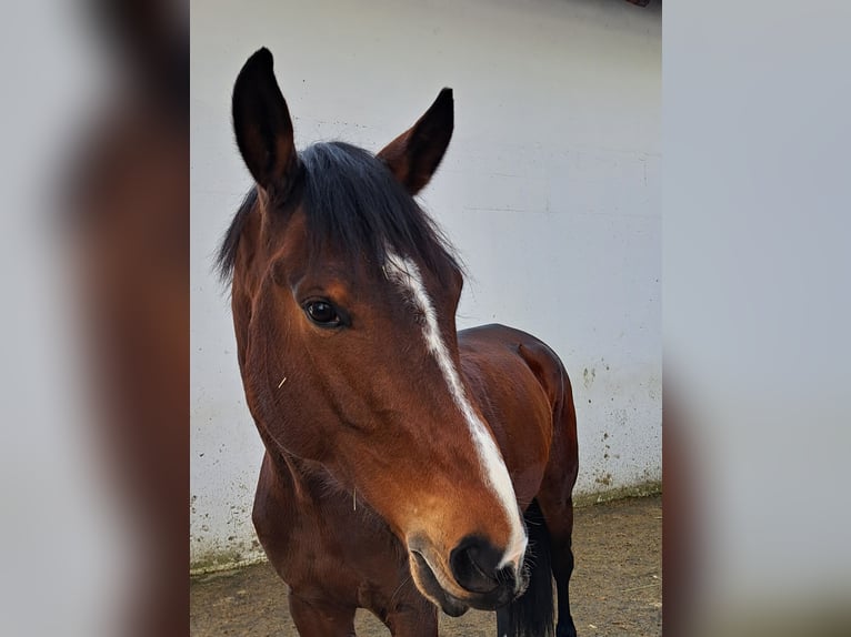 Zangersheider Stute 7 Jahre 176 cm Brauner in Sarleinsbach