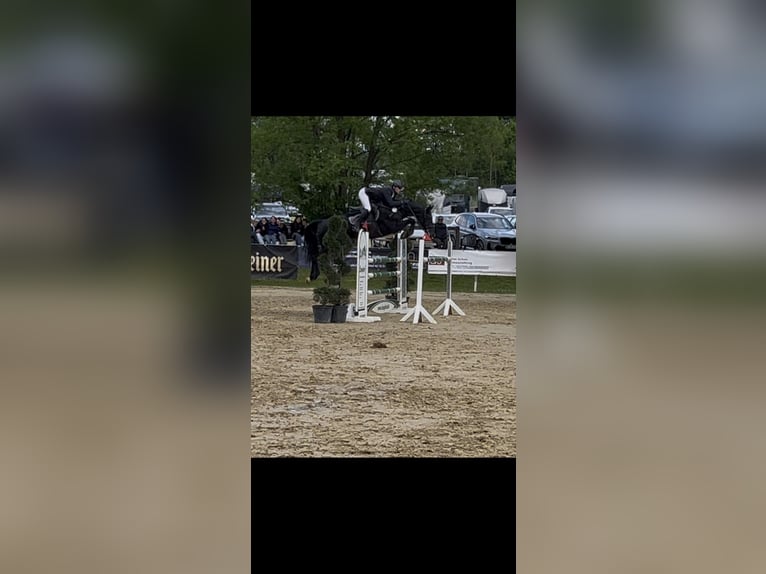 Zangersheider Stute 8 Jahre 162 cm Rappe in Arnsberg