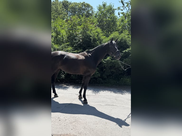 Zangersheider Stute 8 Jahre 162 cm Rappe in Arnsberg