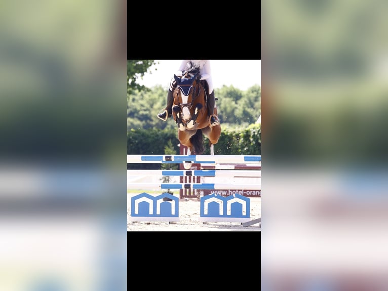 Zangersheider Stute 8 Jahre 162 cm Roan-Bay in Kaarst