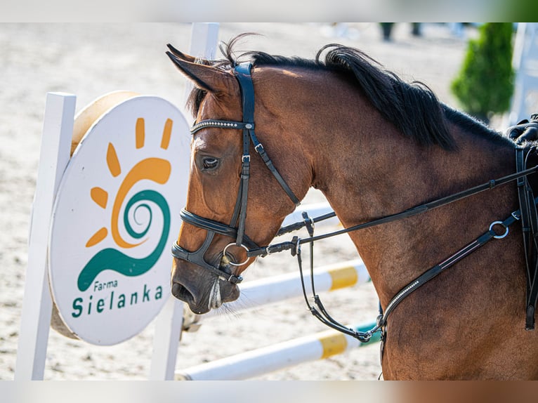 Zangersheider Stute 8 Jahre 165 cm Rotbrauner in Józefin