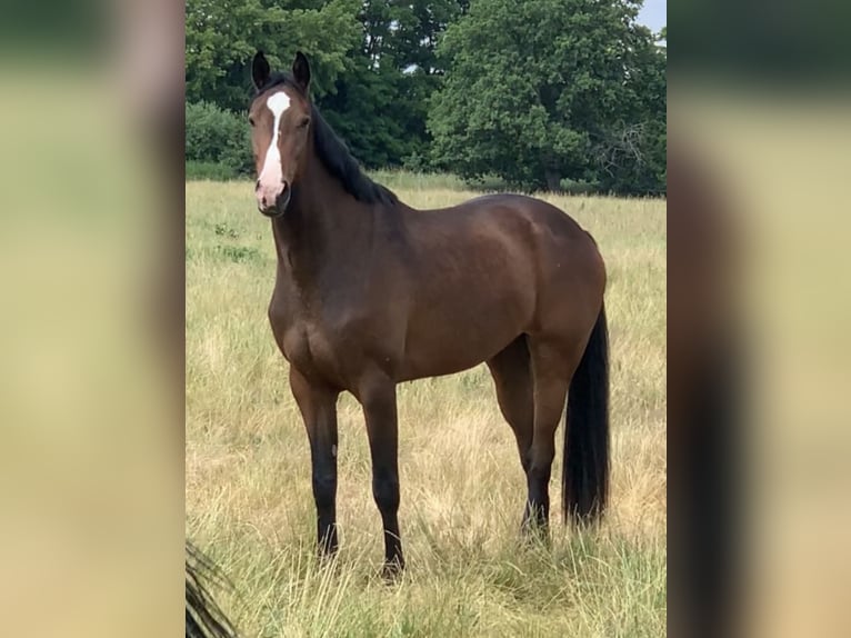Zangersheider Stute 8 Jahre 167 cm Brauner in Zobbenitz