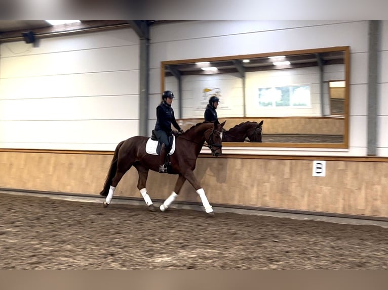 Zangersheider Stute 8 Jahre 167 cm Fuchs in St.Vith