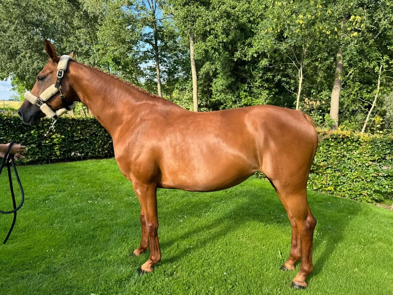 Zangersheider Stute 8 Jahre 167 cm Fuchs in Haren (Ems)