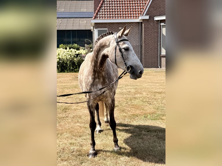 Zangersheider Stute 8 Jahre 167 cm Schimmel in Giethoorn