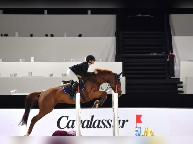 Zangersheider Stute 8 Jahre 168 cm Dunkelfuchs in Besan&#xE7;on