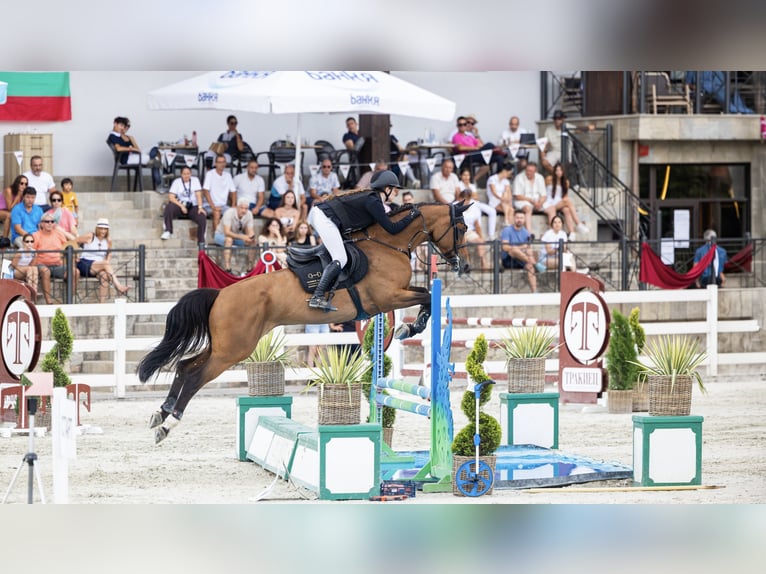 Zangersheider Stute 8 Jahre 168 cm Rotbrauner in Plovdiv