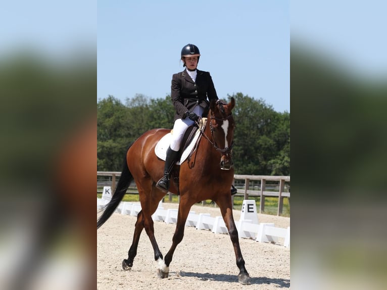 Zangersheider Stute 8 Jahre 170 cm Brauner in Rambouillet