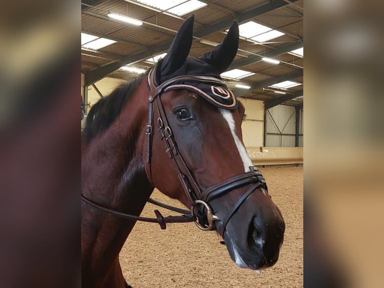 Zangersheider Stute 8 Jahre 170 cm Brauner in Rambouillet