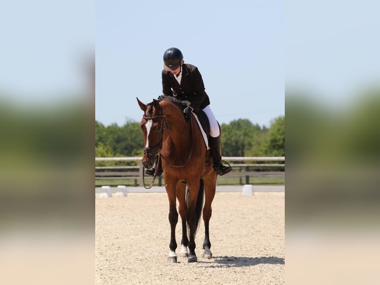 Zangersheider Stute 8 Jahre 170 cm Brauner in Rambouillet