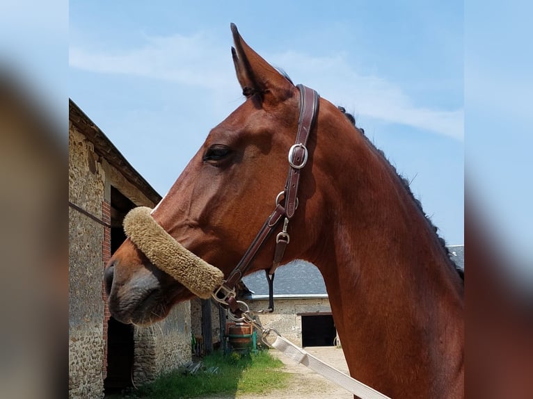 Zangersheider Stute 8 Jahre 170 cm Brauner in Rambouillet