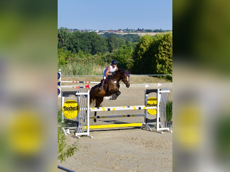Zangersheider Stute 8 Jahre 170 cm Brauner in Neewiller-près-Lauterbourg