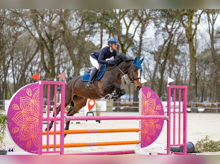 Zangersheider Stute 8 Jahre 170 cm Brauner in Neewiller-près-Lauterbourg