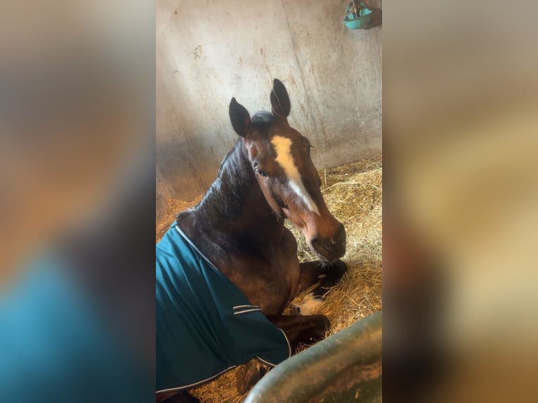 Zangersheider Stute 8 Jahre 170 cm Brauner in Neewiller-près-Lauterbourg
