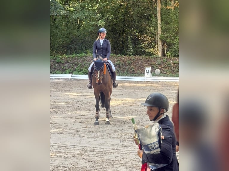 Zangersheider Stute 8 Jahre 170 cm Brauner in Neewiller-près-Lauterbourg