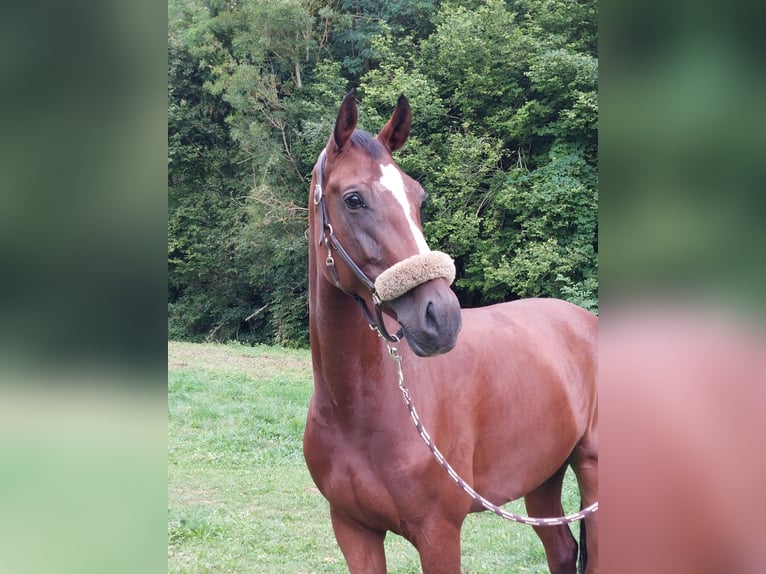 Zangersheider Stute 8 Jahre 170 cm in Rambouillet