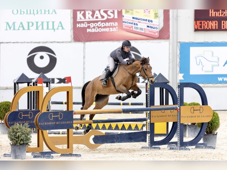 Zangersheider Stute 8 Jahre 170 cm Rotbrauner in Царацово / Caracovo