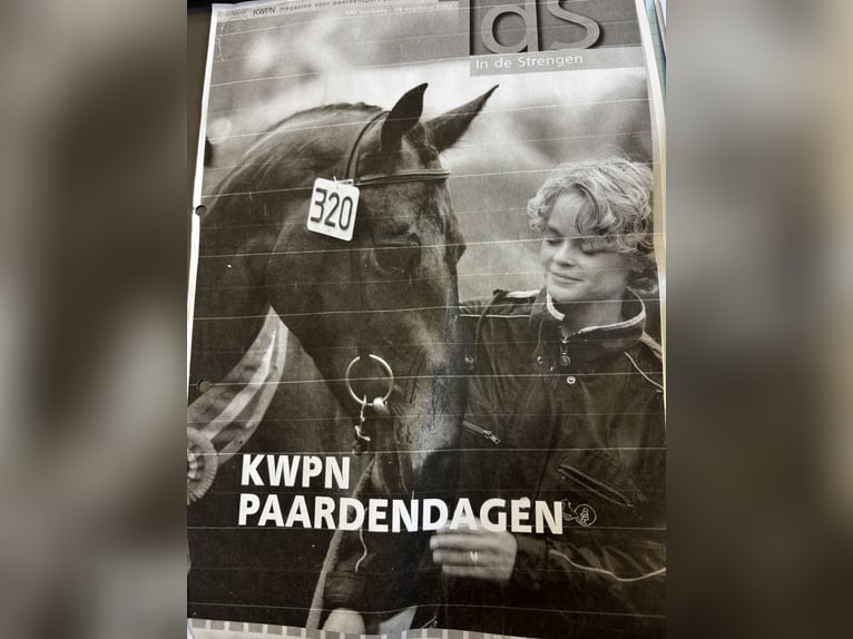 Zangersheider Stute 8 Jahre 172 cm Brauner in Delbr&#xFC;ck