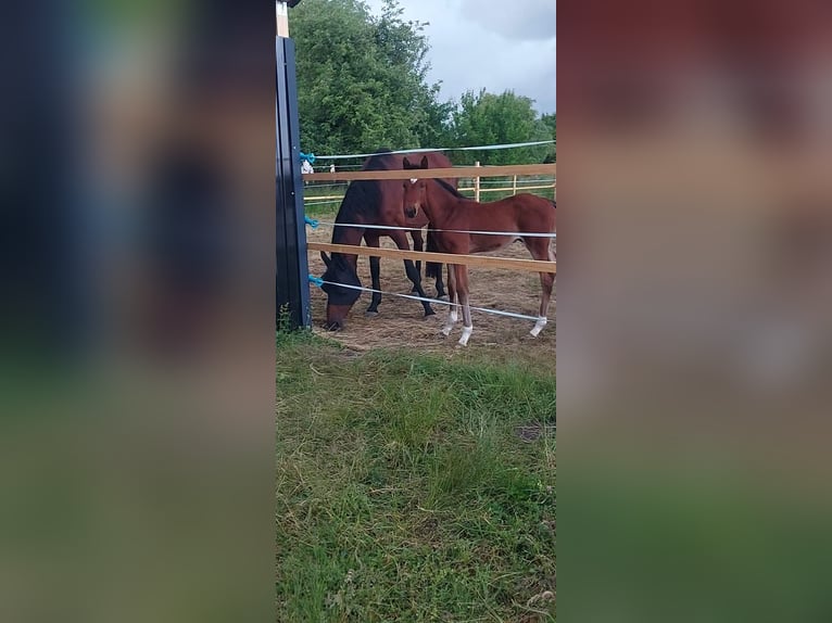 Zangersheider Stute 8 Jahre 172 cm Brauner in Niemegk