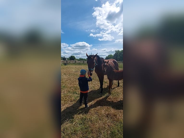 Zangersheider Stute 8 Jahre 172 cm Brauner in Niemegk