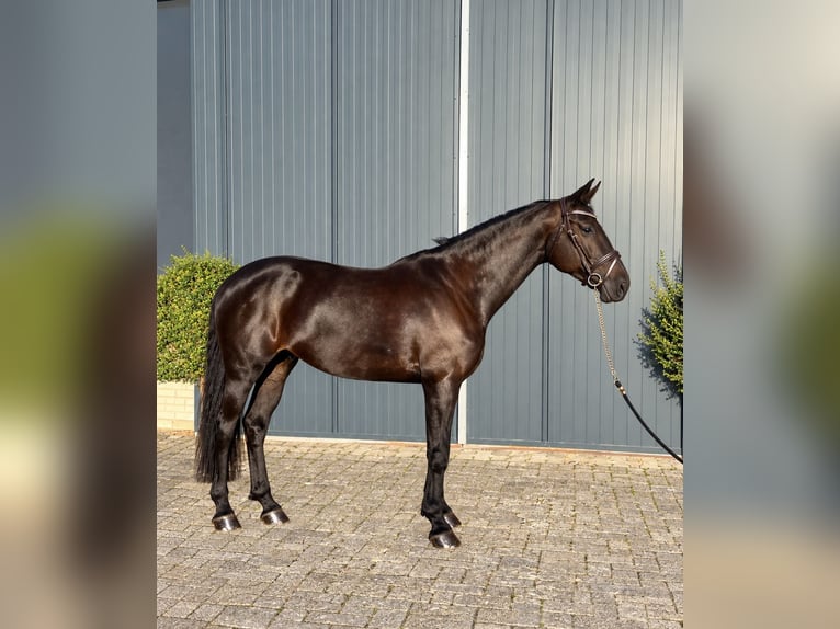 Zangersheider Stute 8 Jahre 173 cm Rappe in Nettetal