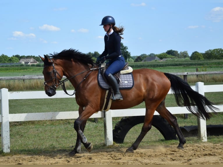 Zangersheider Stute 8 Jahre 174 cm Brauner in Toldijk