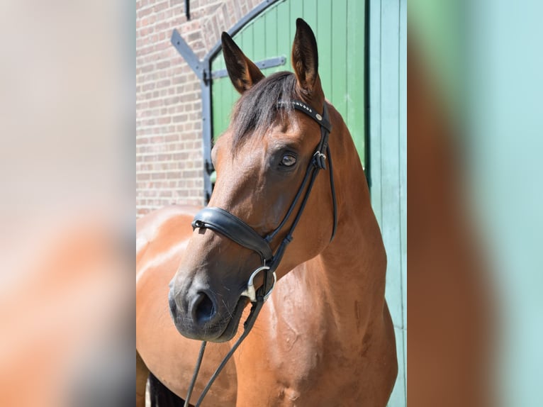 Zangersheider Stute 8 Jahre 174 cm Brauner in Toldijk