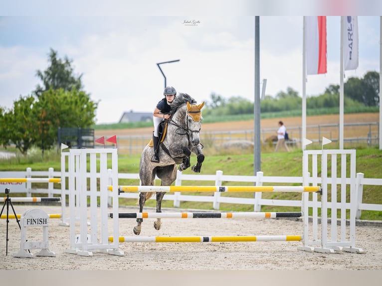 Zangersheider Stute 8 Jahre 174 cm Schimmel in Reda