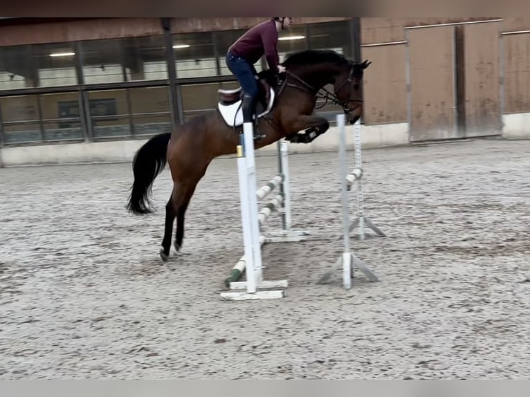 Zangersheider Stute 8 Jahre Dunkelbrauner in Großostheim