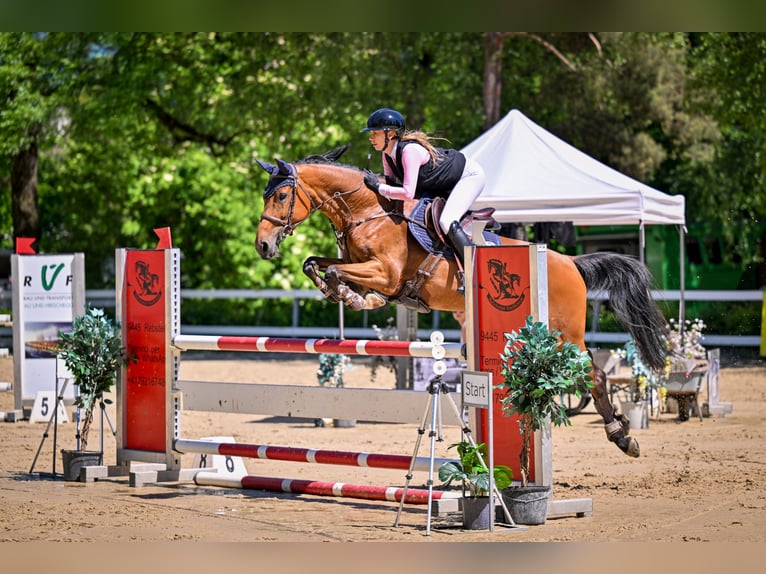 Zangersheider Stute 9 Jahre 164 cm Brauner in Altach