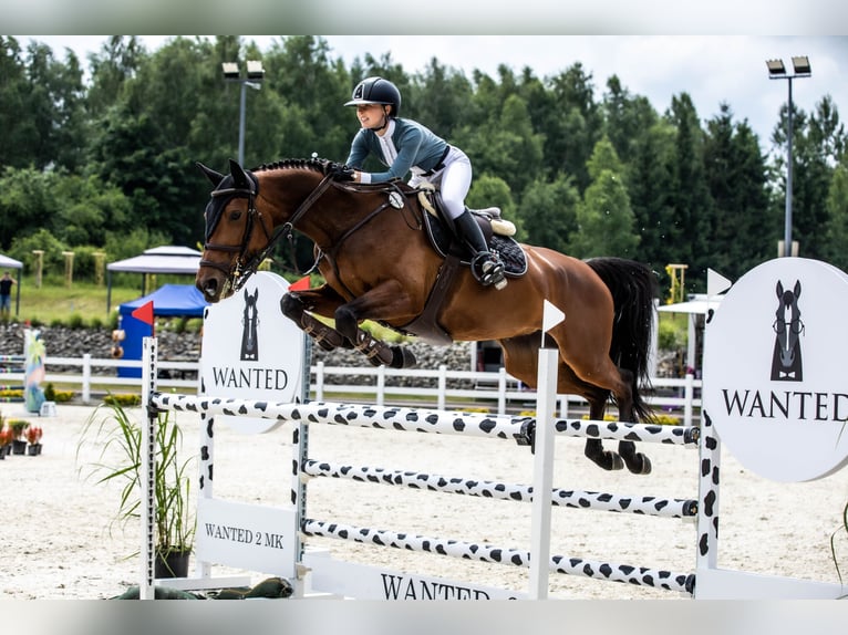 Zangersheider Stute 9 Jahre 165 cm Rotbrauner in Swoszowice
