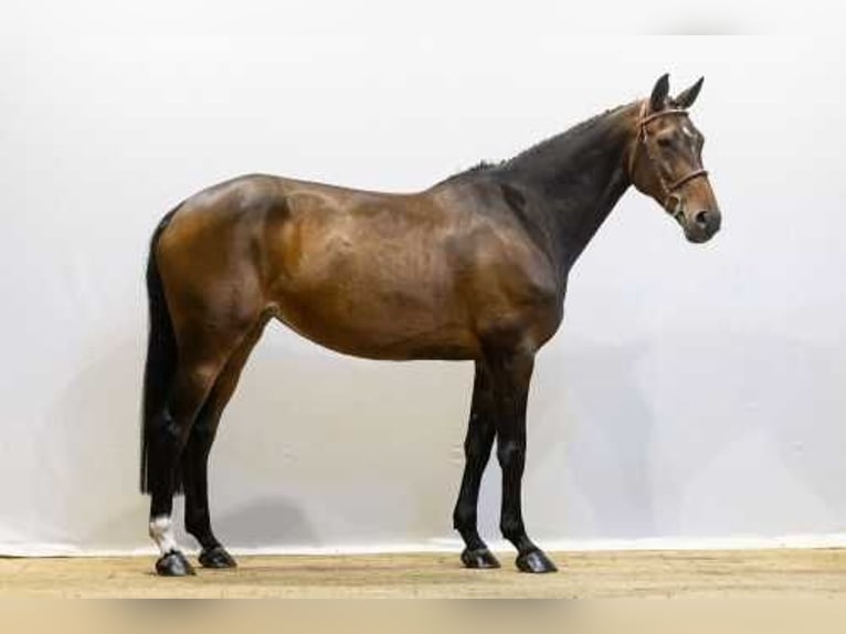 Zangersheider Stute 9 Jahre 166 cm Brauner in Waddinxveen