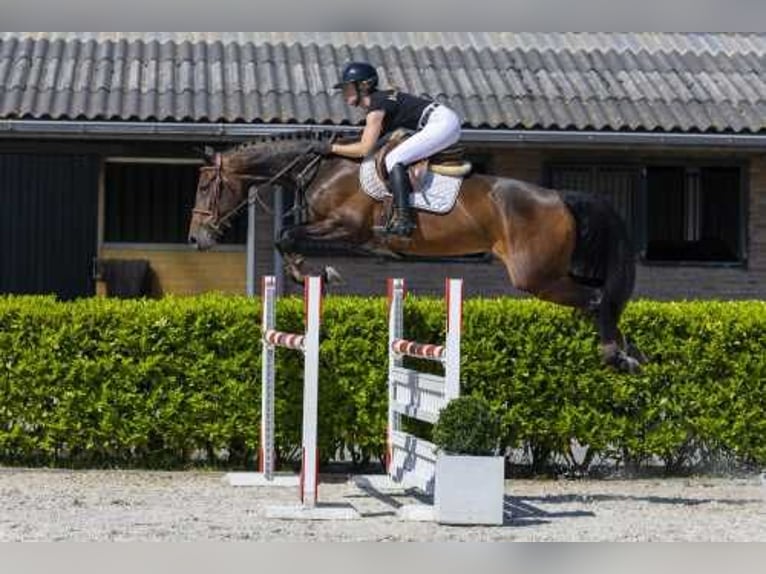 Zangersheider Stute 9 Jahre 166 cm Brauner in Waddinxveen