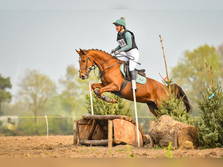 Zangersheider Stute 9 Jahre 166 cm Fuchs in Wijk en Aalburg
