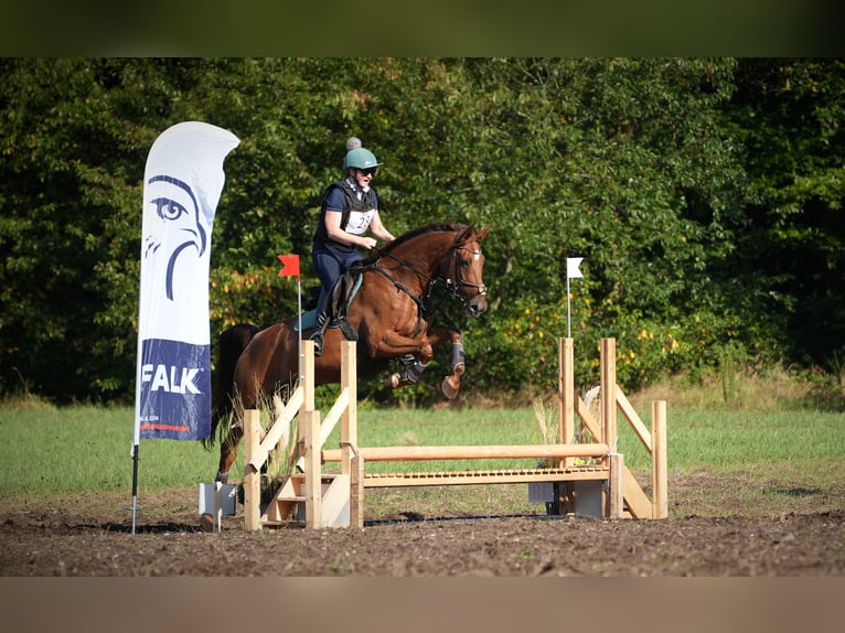 Zangersheider Stute 9 Jahre 166 cm Fuchs in Wijk en Aalburg