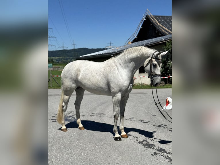 Zangersheider Stute 9 Jahre 166 cm Schimmel in Schlins