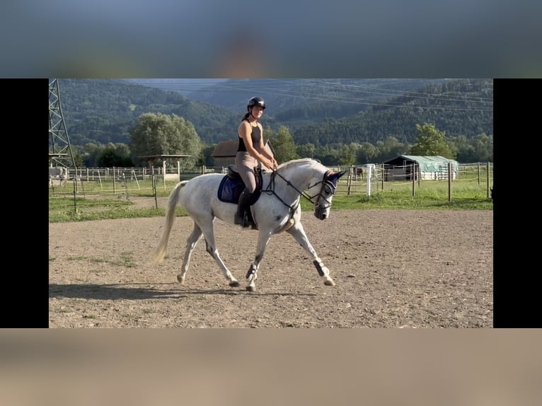 Zangersheider Stute 9 Jahre 166 cm Schimmel in Schlins