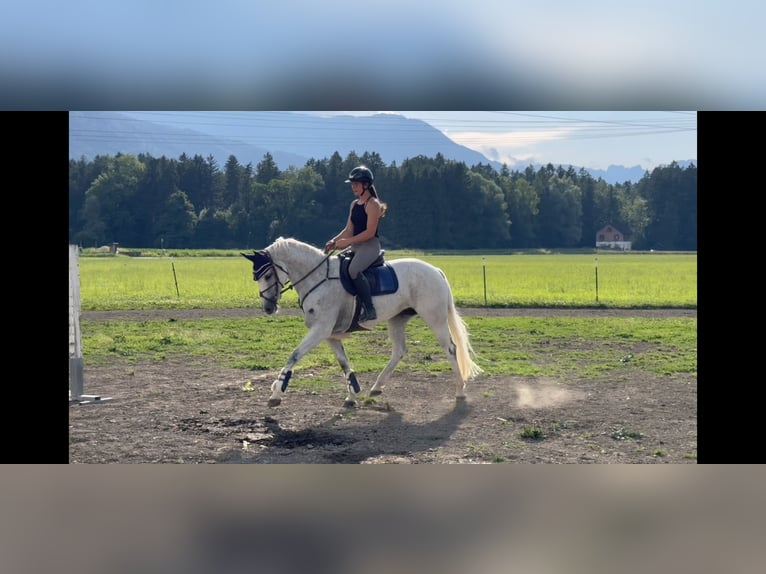 Zangersheider Stute 9 Jahre 166 cm Schimmel in Schlins