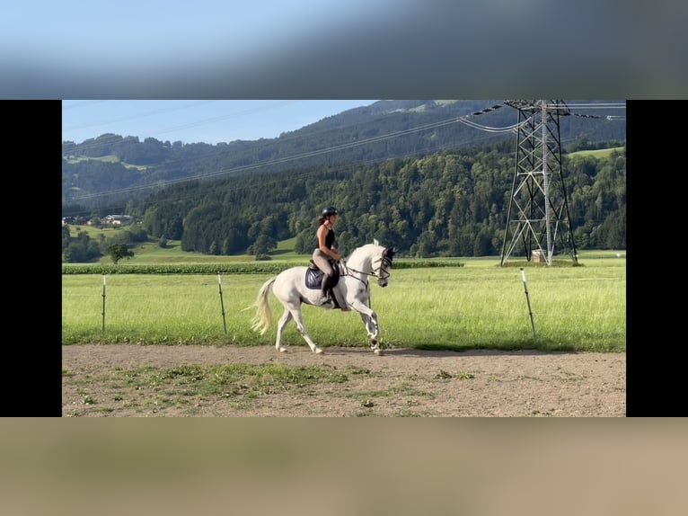 Zangersheider Stute 9 Jahre 166 cm Schimmel in Schlins