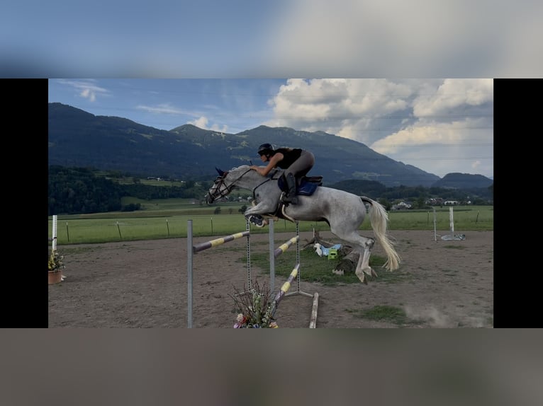 Zangersheider Stute 9 Jahre 166 cm Schimmel in Schlins