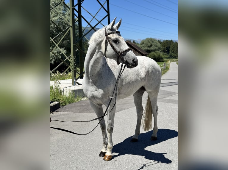 Zangersheider Stute 9 Jahre 166 cm Schimmel in Schlins