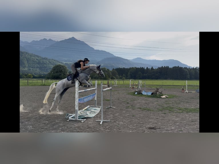 Zangersheider Stute 9 Jahre 166 cm Schimmel in Schlins