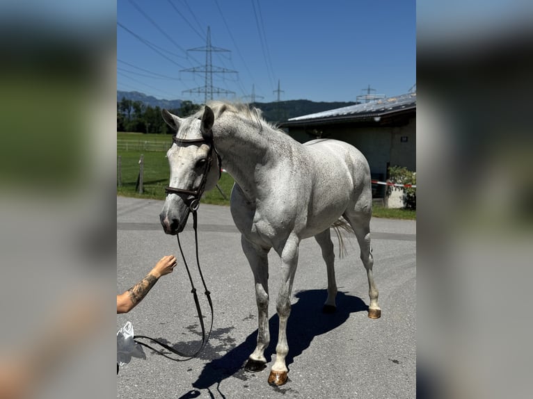 Zangersheider Stute 9 Jahre 166 cm Schimmel in Schlins