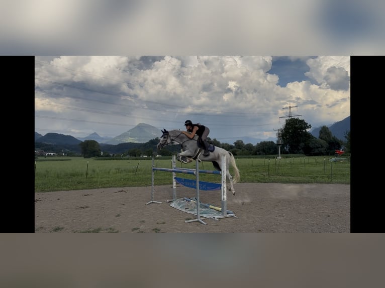 Zangersheider Stute 9 Jahre 166 cm Schimmel in Schlins