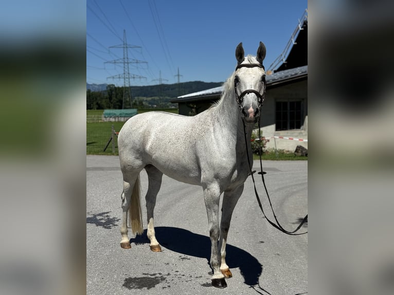 Zangersheider Stute 9 Jahre 166 cm Schimmel in Schlins