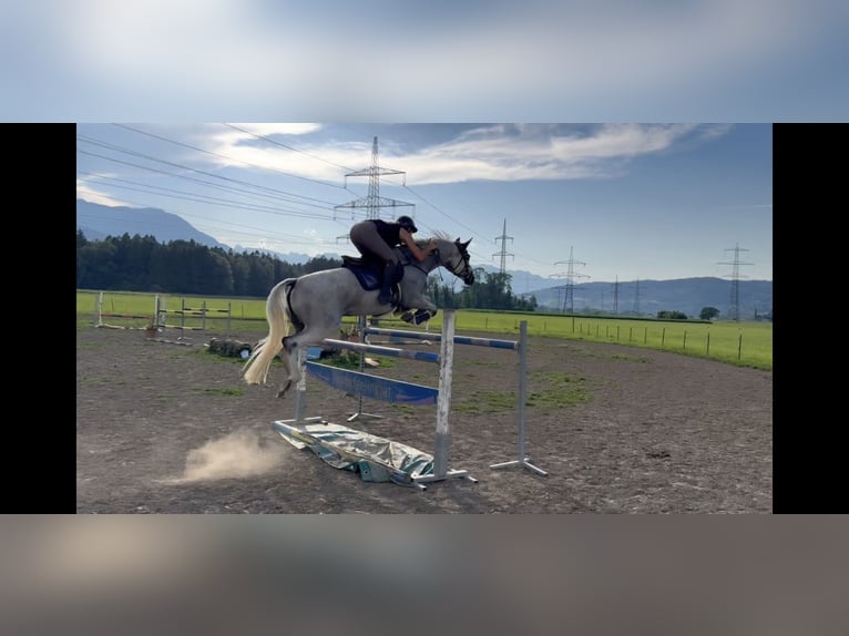 Zangersheider Stute 9 Jahre 166 cm Schimmel in Schlins