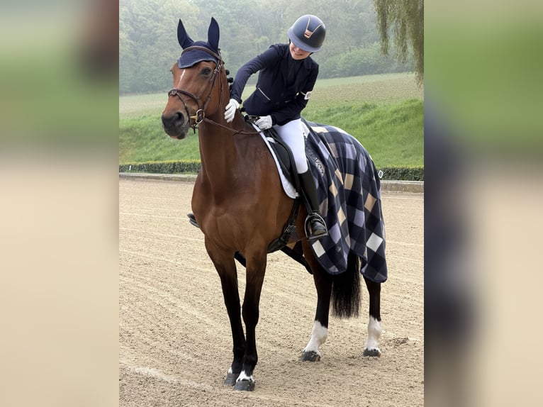 Zangersheider Stute 9 Jahre 167 cm Brauner in Dortmund