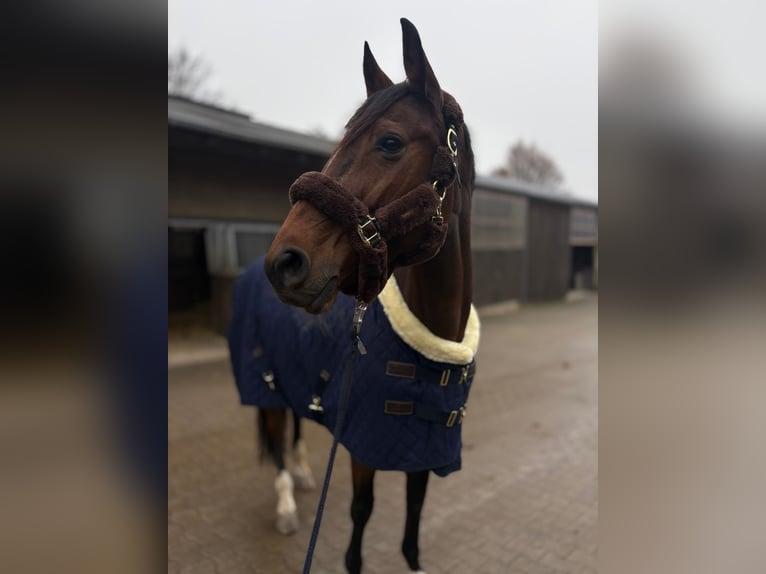 Zangersheider Stute 9 Jahre 167 cm Brauner in Dortmund